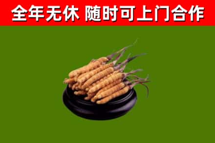 蕲春县回收散虫草