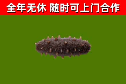 蕲春县回收海参干